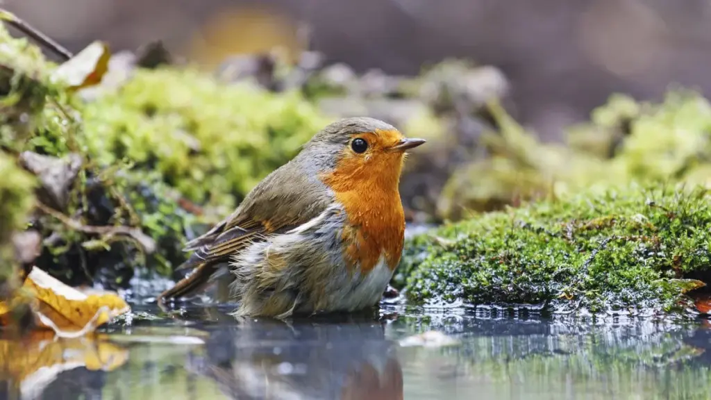 7 überraschende Wege, wie ein Sportartikel Wildvögel im Winter rettet