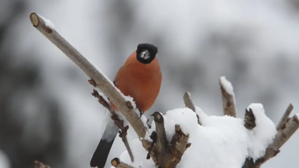 Winter-Überlebenstrick: Dieser simple Kleiderbügel rettet Gartenvögel vor dem Erfrieren
