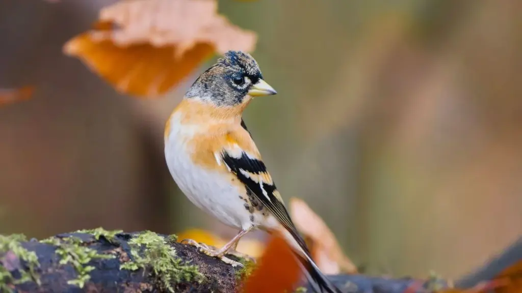 Seltener Wintergast: Dieser prächtige Vogel erobert deutsche Gärten 2025