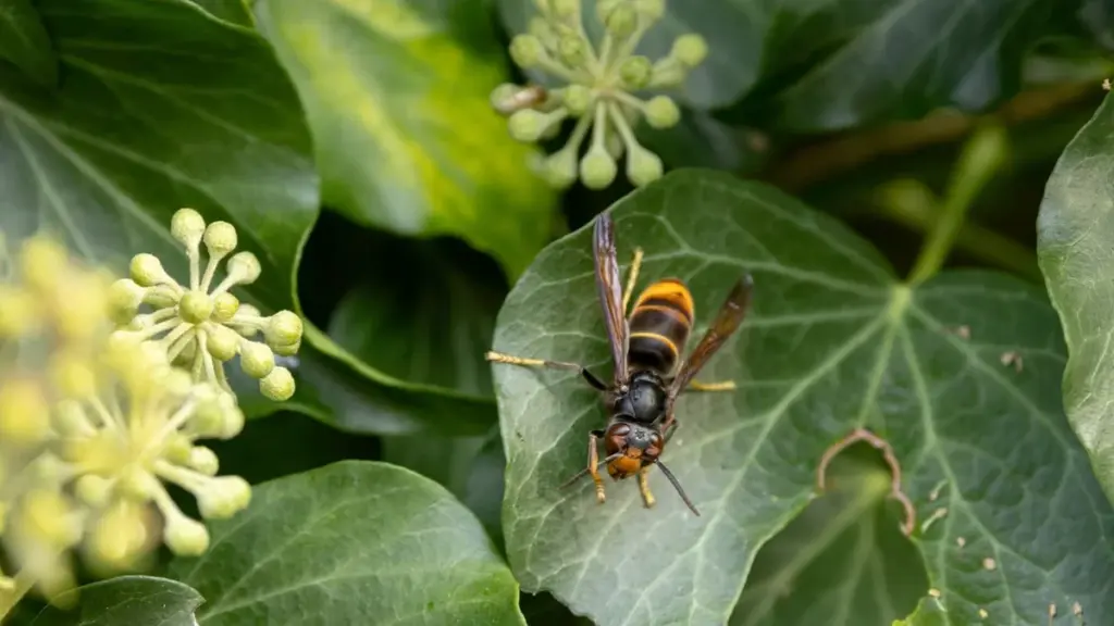 Asiatische Hornissen: Heimtückischer Trick ermöglicht unbemerkte Garteninvasion
