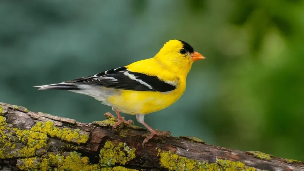 Dieser spektakuläre schwarz-gelbe Vogel mit spitzem Schnabel überrascht in einer französischen Region im Winter