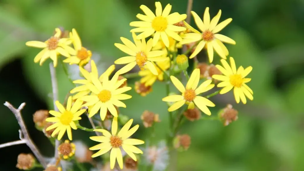 Giftige Garten-Gefahr: Diese harmlose Blume kann Tiere töten