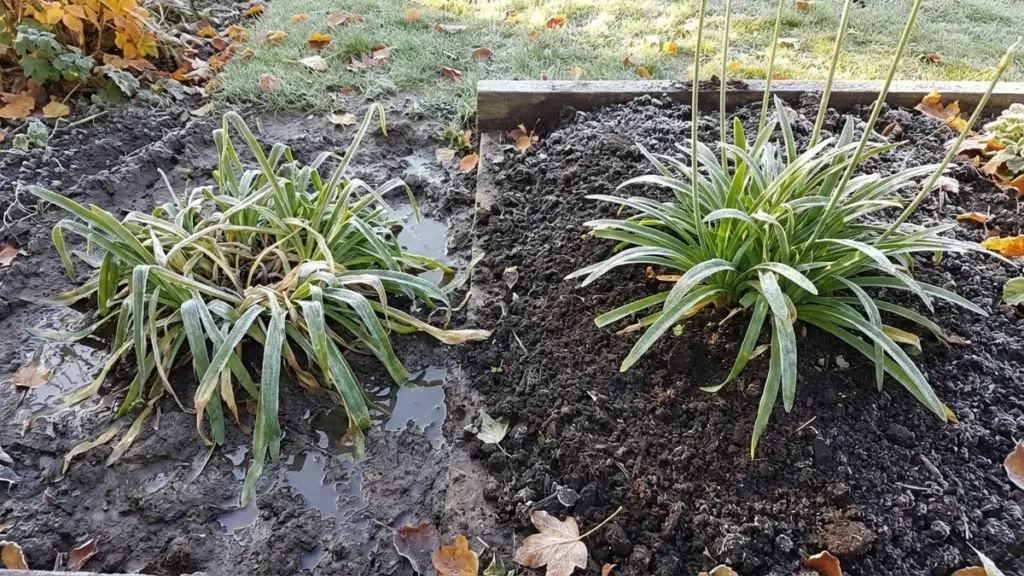 Ihre Agapanthen sterben nicht an Kälte – dieser Bodenfehler tötet sie jeden Winter heimlich